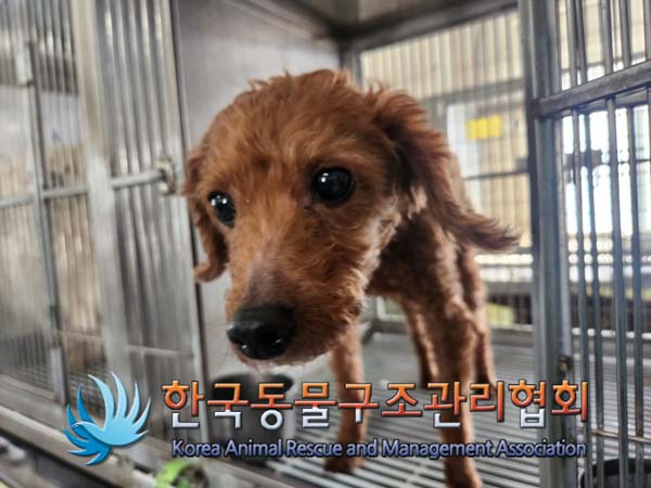 한국동물구조관리협회_441392202500031